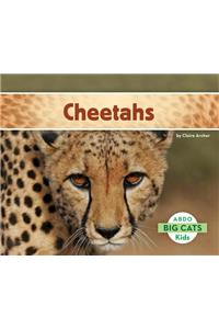 Cheetahs