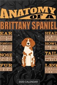 Anatomy Of A Brittany Spaniel