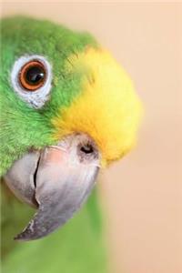 Parrot Notebook