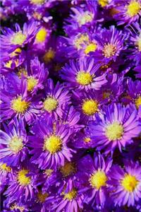Daisies Notebook