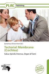 Tectorial Membrane (Cochlea)