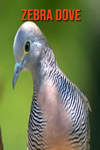 Zebra Dove