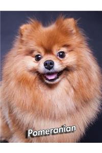 Pomeranian