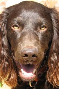 The Boykin Spaniel Dog Journal: 150 page lined notebook/diary