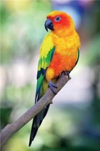 Rainbow Lorikeet vol.1 Notebook & Journal. Productivity Work Planner & Idea Notepad