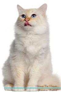 Brazilian Shorthair Cat Affirmations Workbook Brazilian Shorthair Cat Presents