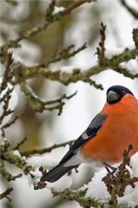 Male Bullfinch in Winter Journal