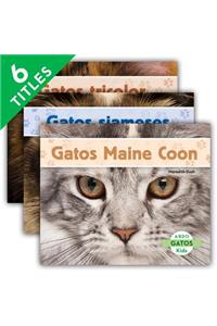 Gatos Set 1 (Cats) (Set)
