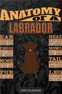 Anatomy Of A Labrador Retriever