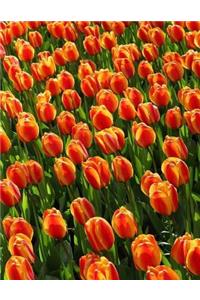 Tulips Notebook Large Size 8.5 x 11 Ruled 150 Pages Softcover