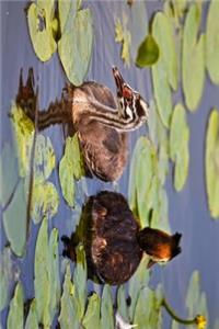 Great Crested Grebe in the Lily Pads Journal
