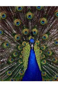 Peacock Peahen White Colorful Bird Birds Ornithology Natural History Feather
