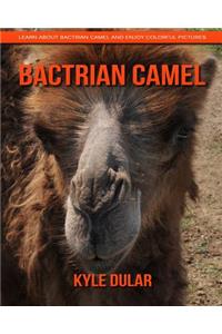 Bactrian Camel! Learn about Bactrian Camel and Enjoy Colorful Pictures