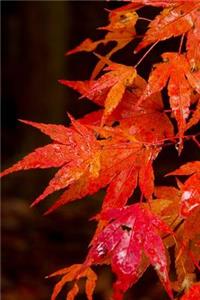 Red Japanese Maple Leaves Glistening From the Rain Journal