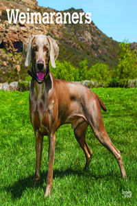 Weimaraners 2023 Square