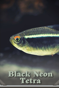 Black Neon Tetra