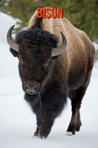 Bison