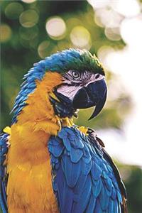 Exotic Colorful Parrot