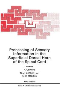 Processing of Sensory Information in the Superficial Dorsal Horn of the Spinal Cord