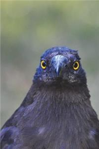 Yellow-eyed Currawong Journal