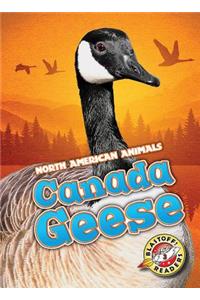 Canada Geese