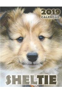 Sheltie 2019 Calendar