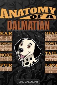 Anatomy Of A Dalmatian
