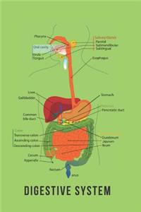 Digestive System
