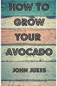 How to Grow Your Avocado