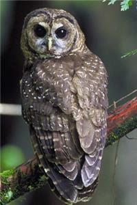 Perched Northern Spotted Owl Journal