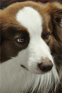 Border Collie Notebook