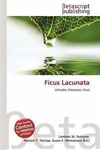 Ficus Lacunata