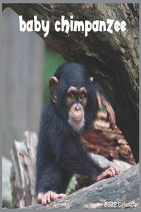 Baby Chimpanzee 2022 Calendar
