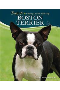 Boston Terrier