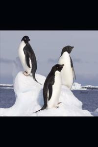 Adelie Penguin Journal