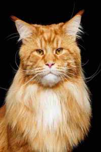 Maine Coon