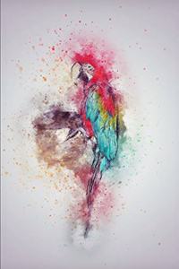 Macaw Parrot