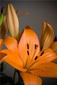 Mind Blowing Orange Lilly Flowers Journal