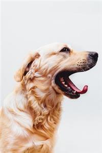 Golden Labrador Journal
