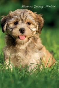 Havanese January Notebook Havanese Record, Log, Diary, Special Memories, To Do List, Academic Notepad, Scrapbook & More