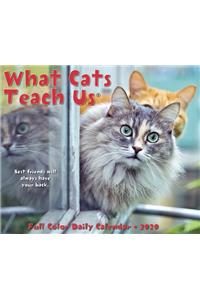 What Cats Teach Us 2020 Box Calendar