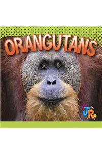 Orangutans