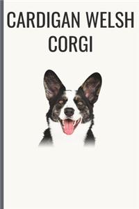 Cardigan Welsh Corgi