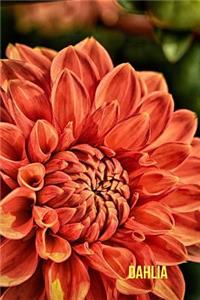 Dahlia