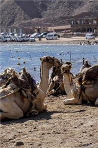 Camels in Egypt Africa Resting by the Beach Journal