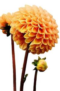 Peach Dahlia Flower Journal