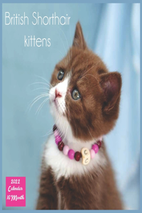 British Shorthair kittens 2022 Calendar 16 Month