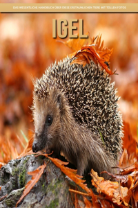 Igel