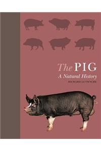 Pig