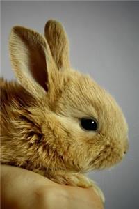 Sweet Brown Baby Bunny Rabbit Pet Journal
